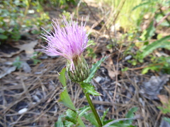 Cirsium repandum