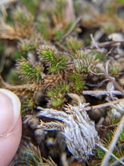 Selaginella peruviana