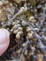 Selaginella peruviana