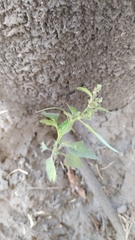 Chenopodium