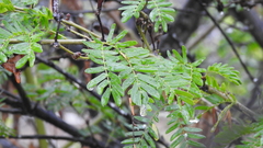 Albizia kalkora