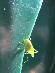 Amblycorypha rotundifolia