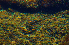 Poecilia mexicana
