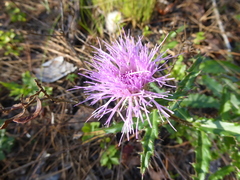 Cirsium repandum
