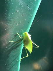 Amblycorypha rotundifolia