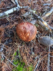 Leccinum largentii