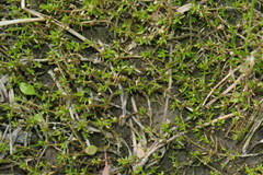 Crassula kirkii