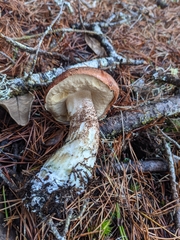Leccinum largentii