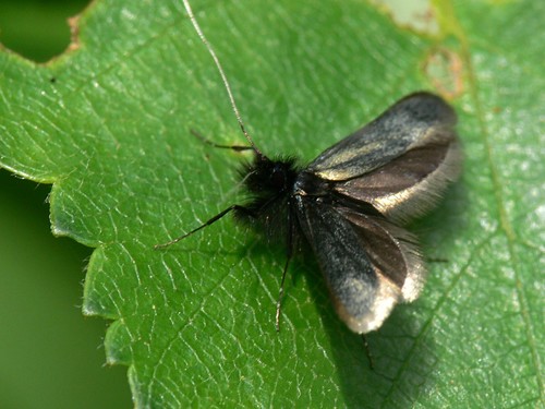 Green Longhorn Moth