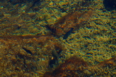 Poecilia mexicana