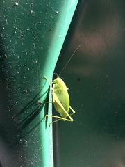 Amblycorypha rotundifolia