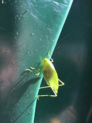 Amblycorypha rotundifolia