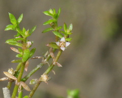 Crassula kirkii