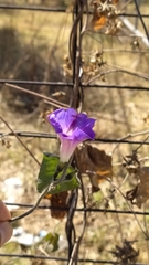 Ipomoea purpurea