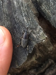 Cosmopolites sordidus