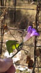 Ipomoea purpurea