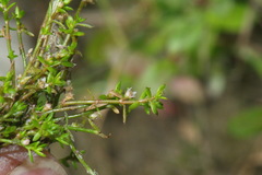 Crassula kirkii