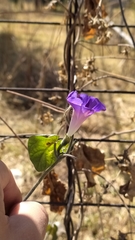Ipomoea purpurea