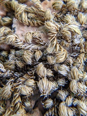 Selaginella peruviana