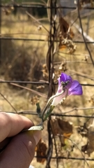 Ipomoea purpurea
