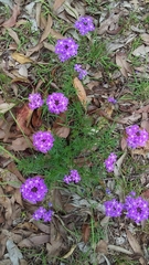 Glandularia aristigera