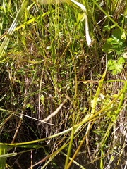 Gonocarpus aggregatus