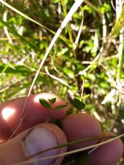 Gonocarpus aggregatus
