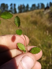 Gonocarpus aggregatus