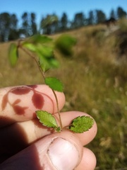 Gonocarpus aggregatus