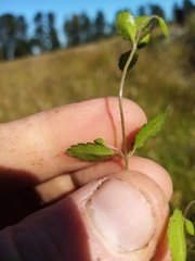 Gonocarpus aggregatus