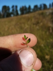 Gonocarpus aggregatus