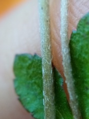 Gonocarpus aggregatus