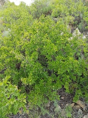 Rhamnus parvifolia