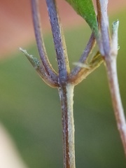 Gonocarpus aggregatus