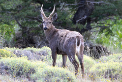 Hippocamelus bisulcus