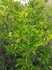 Rhamnus parvifolia