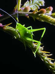 Orthoptera
