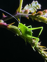 Orthoptera