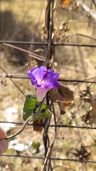 Ipomoea purpurea