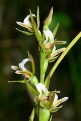 Prasophyllum odoratum