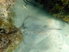 Urolophus cruciatus