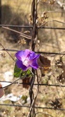Ipomoea purpurea