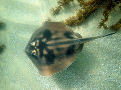 Urolophus cruciatus