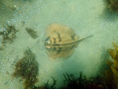 Urolophus cruciatus