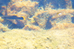 Poecilia mexicana