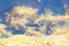 Poecilia mexicana