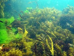 Trachinops caudimaculatus