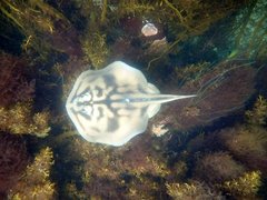 Urolophus cruciatus