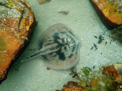 Urolophus cruciatus