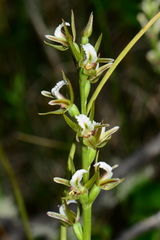 Prasophyllum odoratum